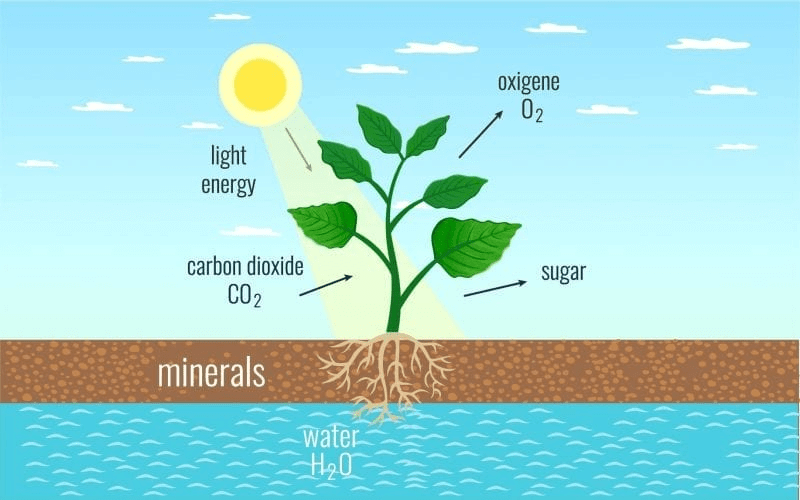 Life Processes- 1 Chapter Notes | Science Class 10