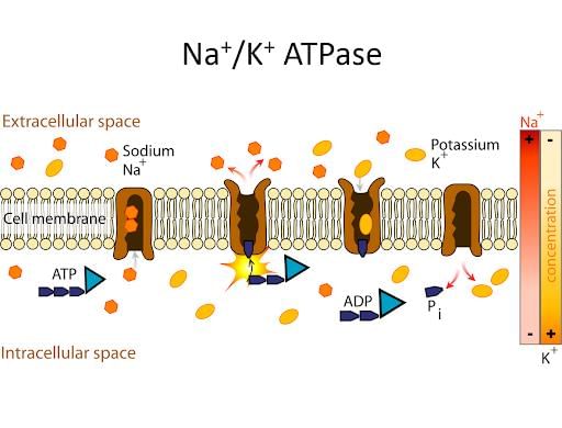 NCERT Exemplar: Transport in Plants (Old NCERT) | Biology for Grade 11