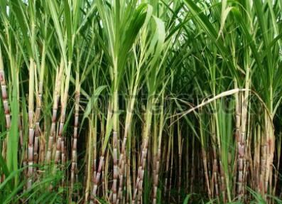 Sugarcane crop