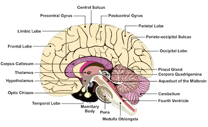 Fig: Median section of the brain