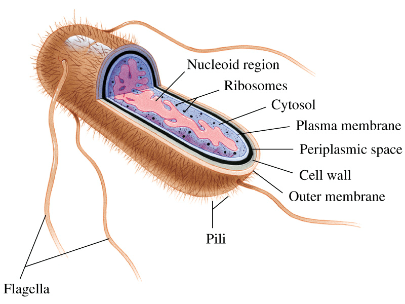 Eubacteria