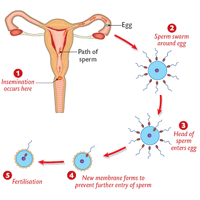 Reproduction in Animals (Practice) NCERT Solutions - Class 8