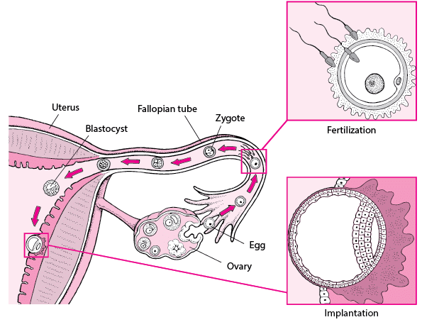 Showing Implantation