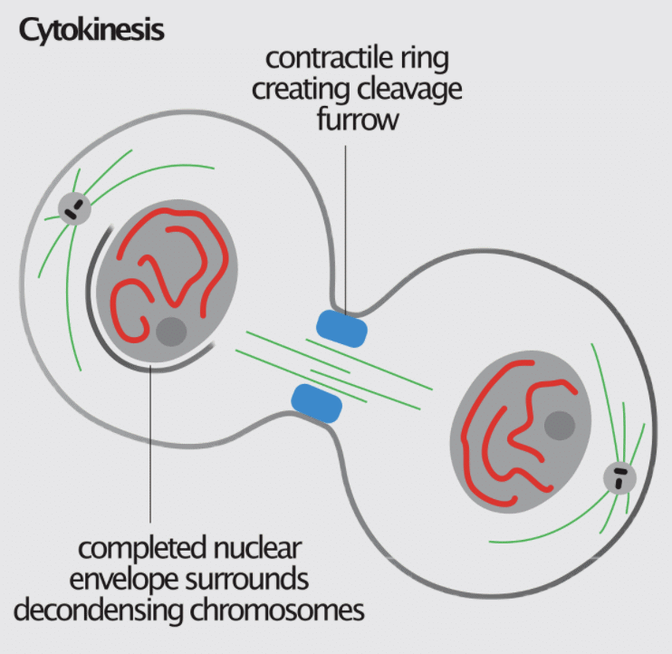 Mitosis: Features, Stages, Functions & Significance | Biology for ACT