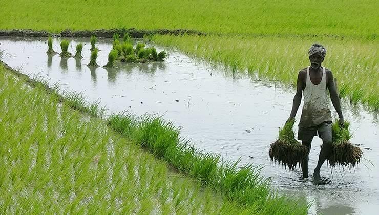 Class 10 Geography Chapter 4 Notes - Agriculture