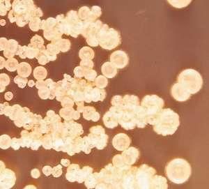Actinomycetes