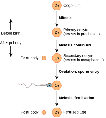 NCERT Solutions Class 12 Biology Chapter 2 - Human Reproduction