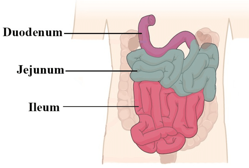 Different Parts of Small Intestine