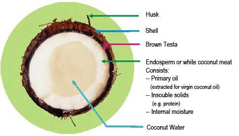Coconut Structure