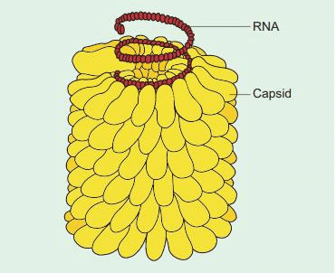 Tobacco Mosaic Virus