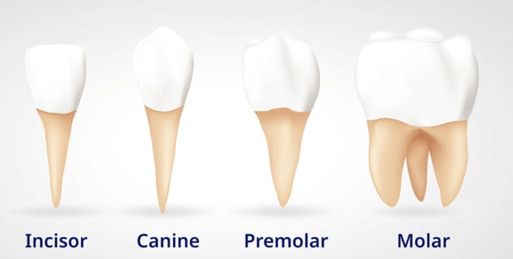 Types of Teeth Found in Mammals