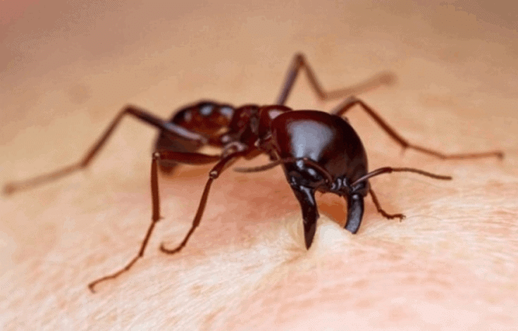 Ant Bite