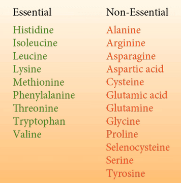Food - Notes, Biology | General Awareness - Bank Exams