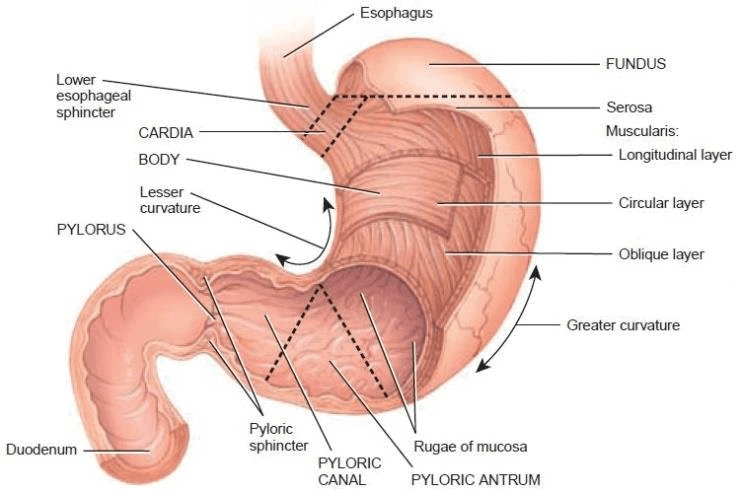 Anterior View of Regions of Stomach