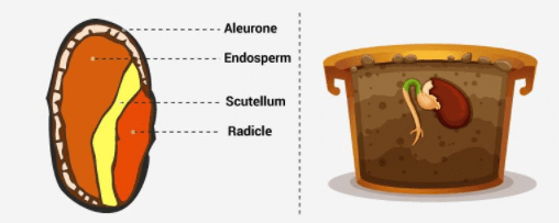 Fig: Seed Dormancy