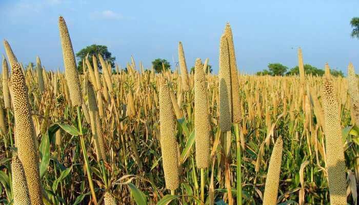 Class 10 Geography Chapter 4 Notes - Agriculture