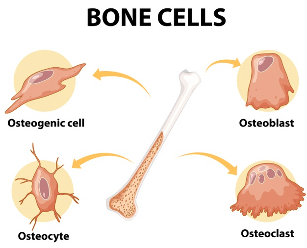 Chapter 6 - Tissue - Class 9