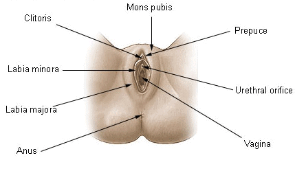 Fig: Female External Genitalia