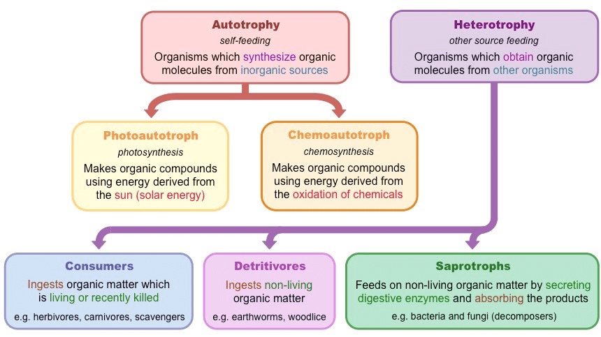 Life Processes: Nutrition & Metabolism | Science Class 10