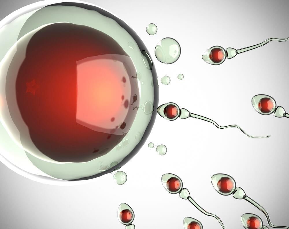 Sperms reaching egg