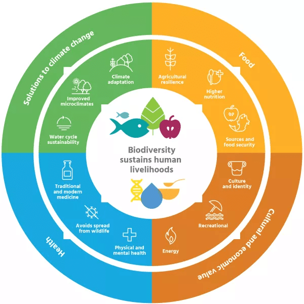 Biodiversity provides four main types of benefits to humans: nutritional, cultural, health, and climate-related.