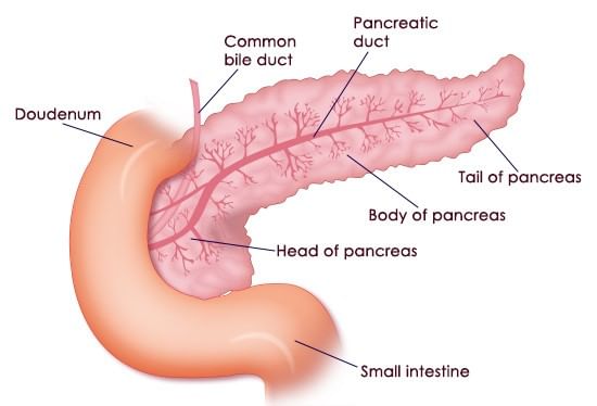 Pancreas