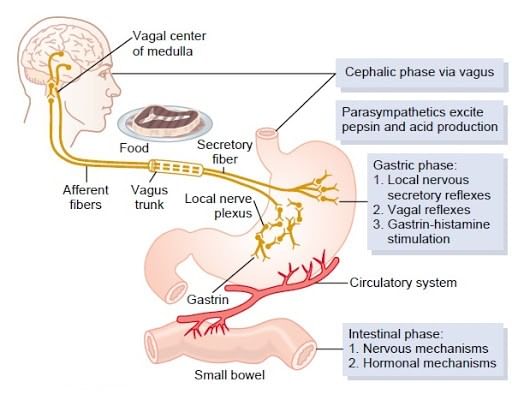 Digestion of Food | Biology for JAMB