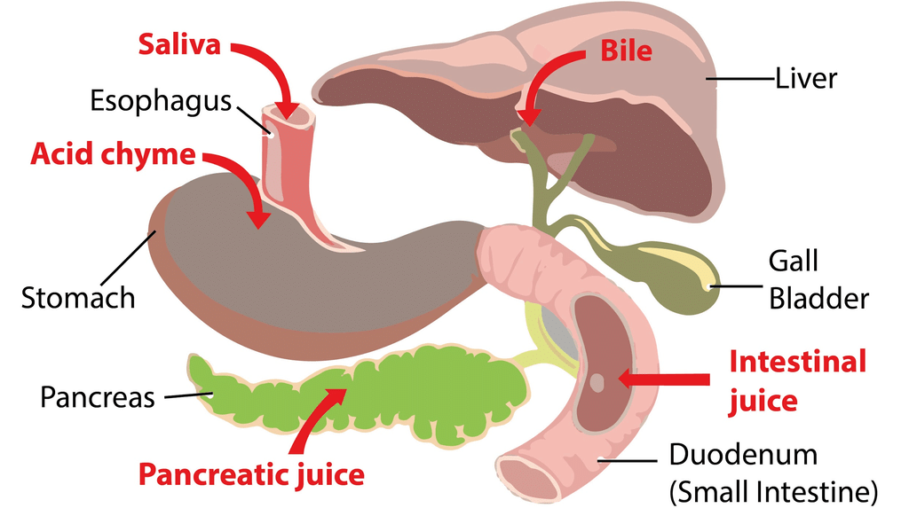 Different Types of Digestive Juice
