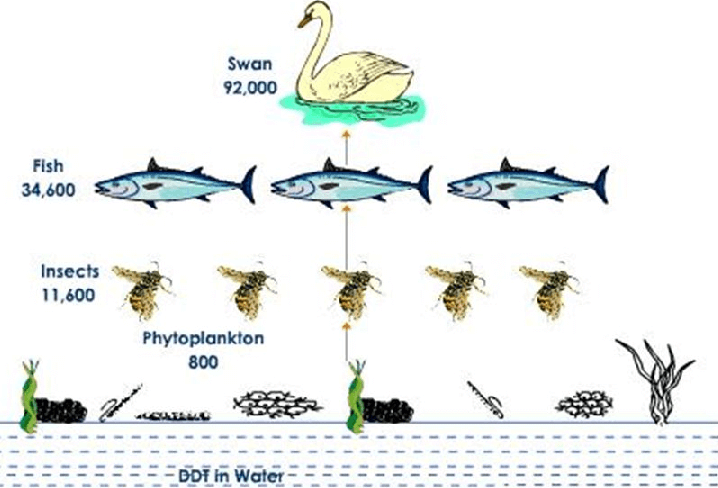 Biomagnification of DDT