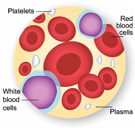Blood Tissue