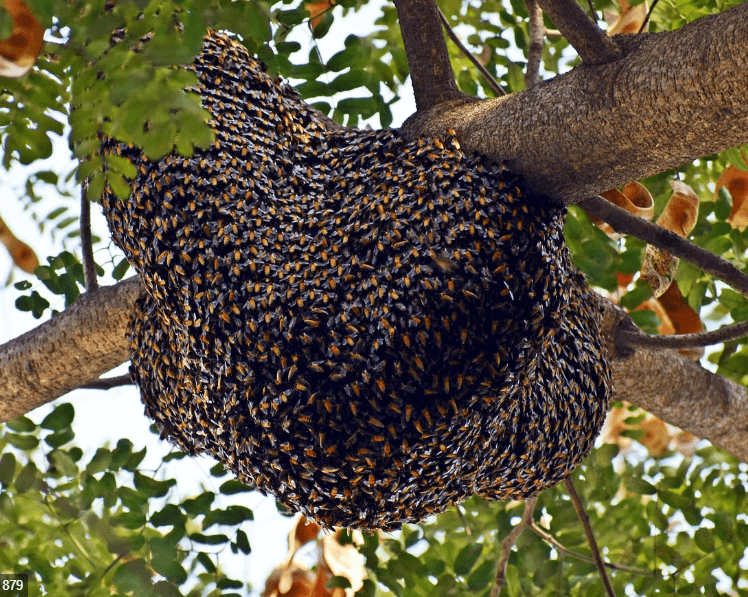 Beehive