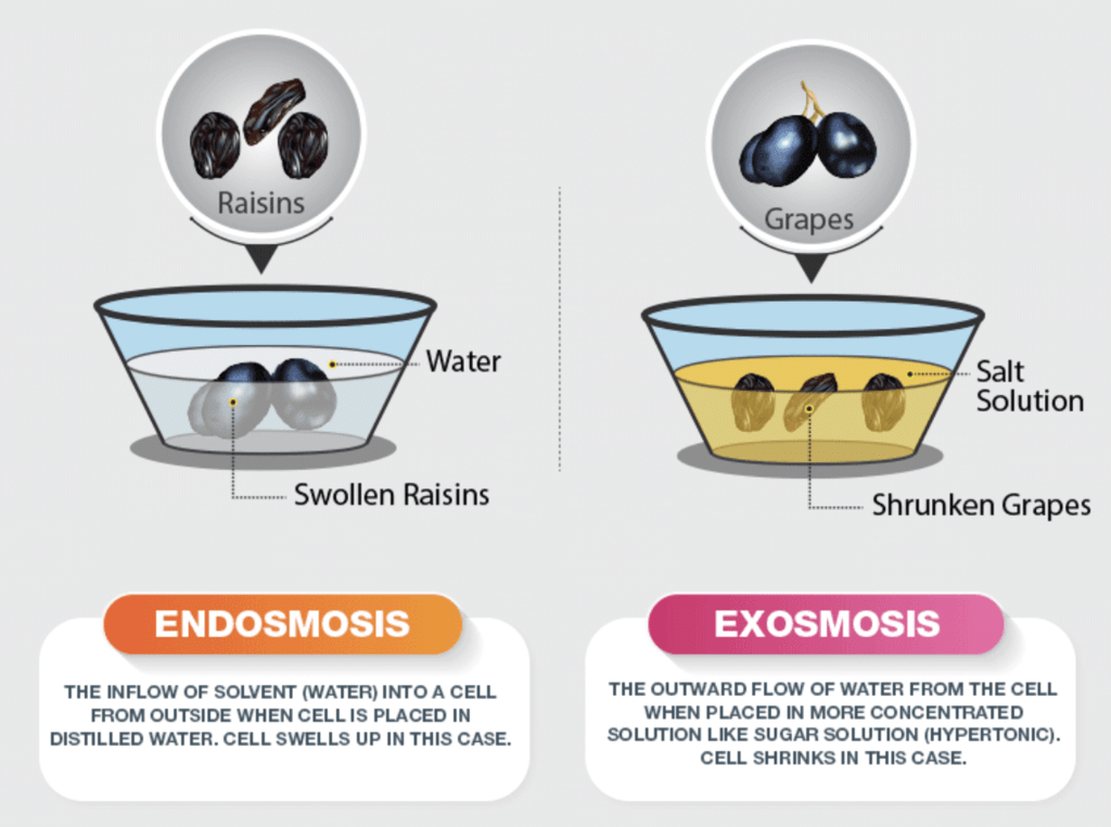 Osmosis, Osmotic Pressure & Van’t Hoff Factor | Chemistry Class 12 - NEET