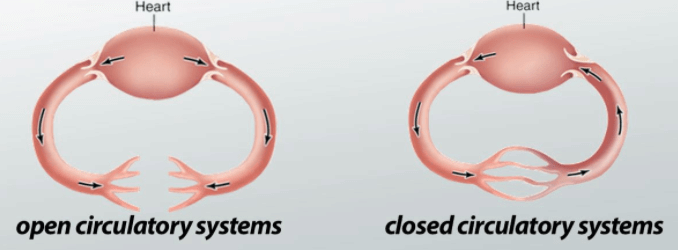 Blood Vascular System