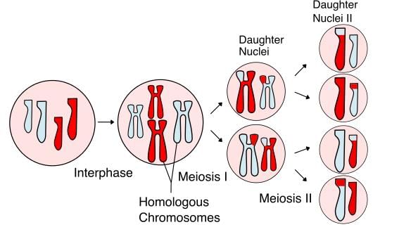 Meiosis