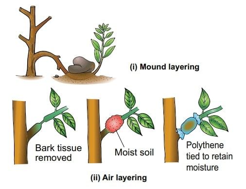 Types of Layering