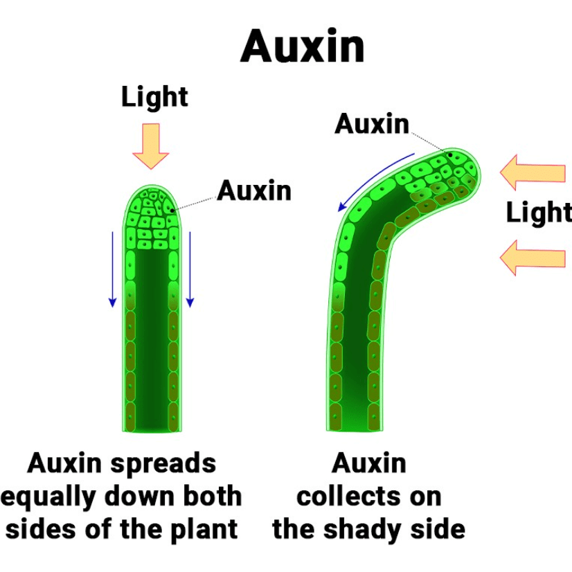 Auxins and Gibberellins | Biology for ACT