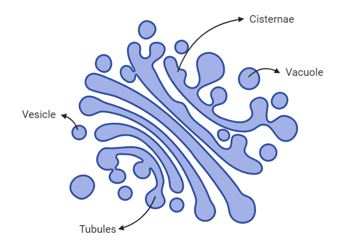 Golgi Body