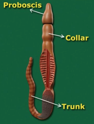 Phylum: Hemichordata