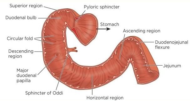 Internal Structure of Duodenum