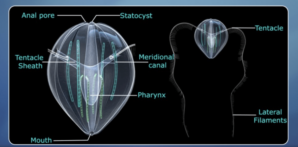 Phylum - Ctenophora | Biology for JAMB