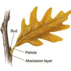 Leaf Abscission