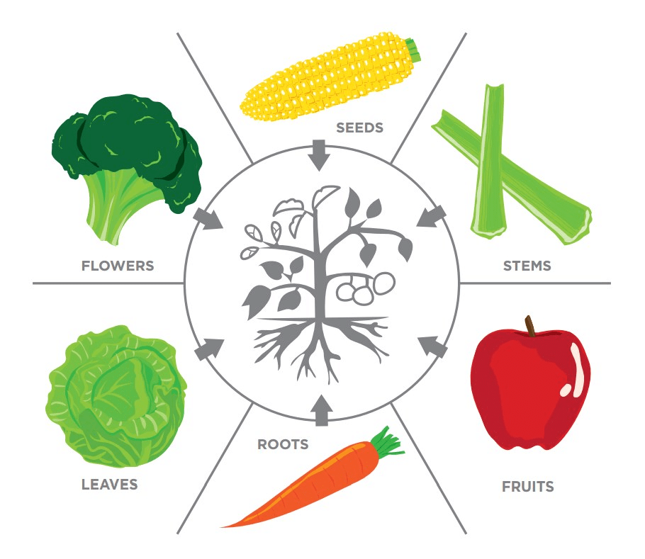 Key Concepts: Food - Where does it Come from? | Advance Learner Course: Science Class 5