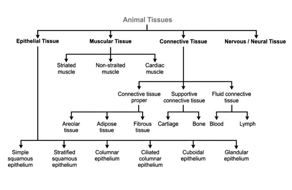Animal Tissues | Science Class 9