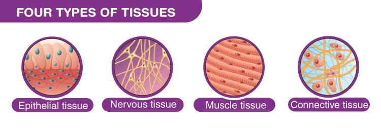 NCERT Summary: Summary of Biology - 1 | Science & Technology for UPSC CSE