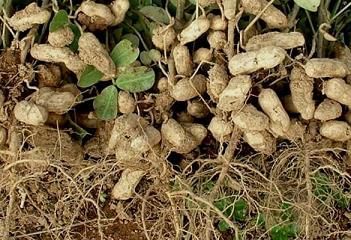 Groundnut