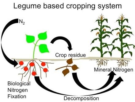 Process of rhizobium inoculation