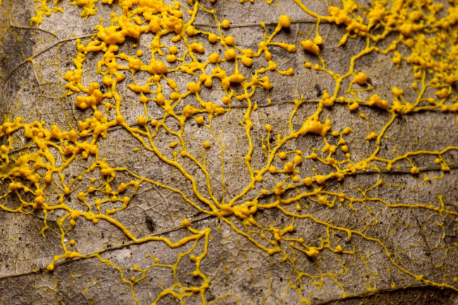 Slime Mould
