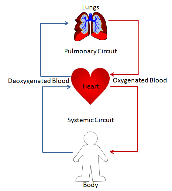 NCERT Solutions Class 11 Biology Chapter 18 - Body Fluids and Circulation