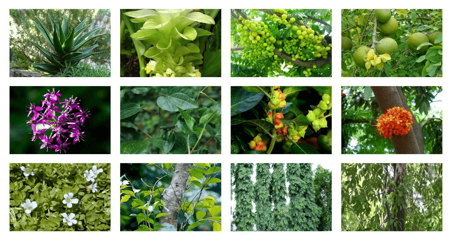 Natural Vegetation and Wildlife - Notes, Class 9