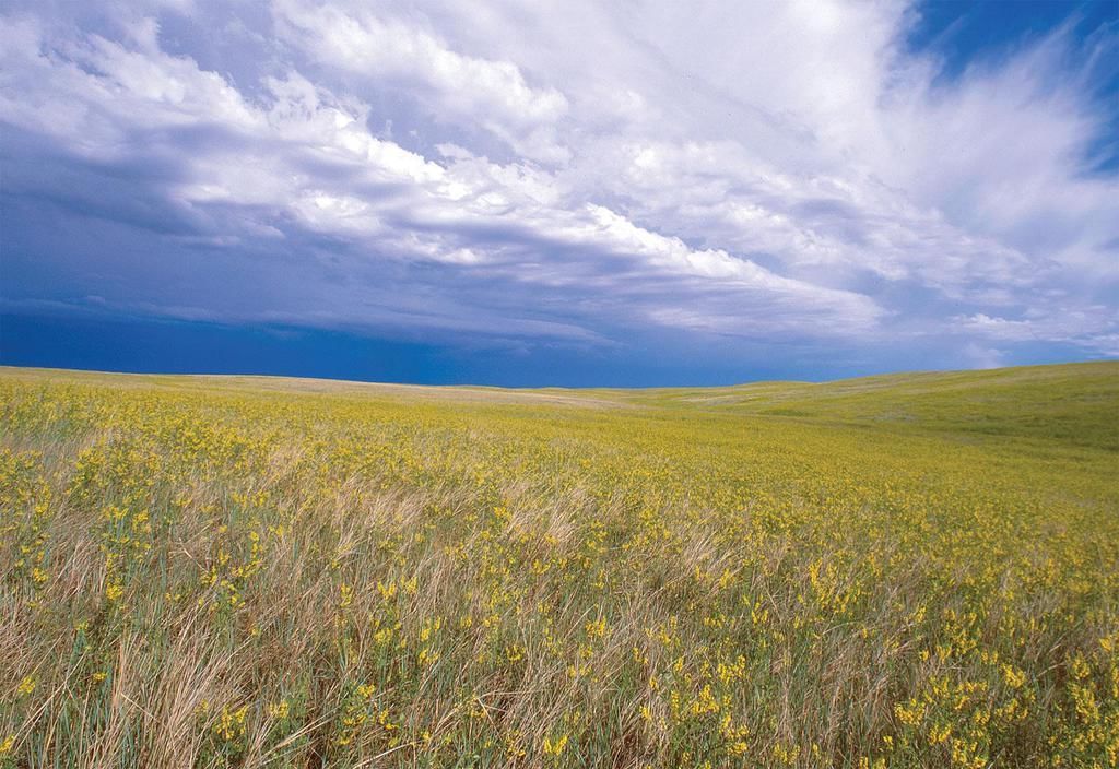 Grassland 